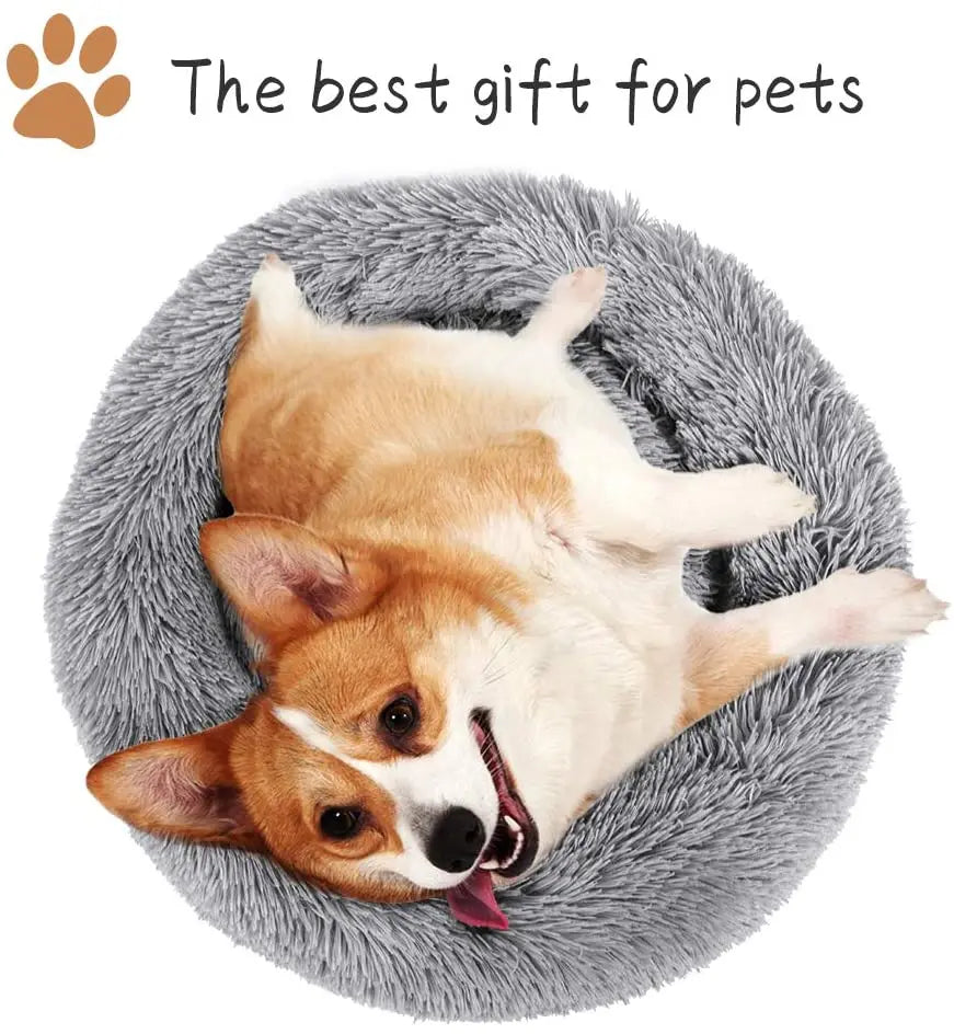 lit pour chien