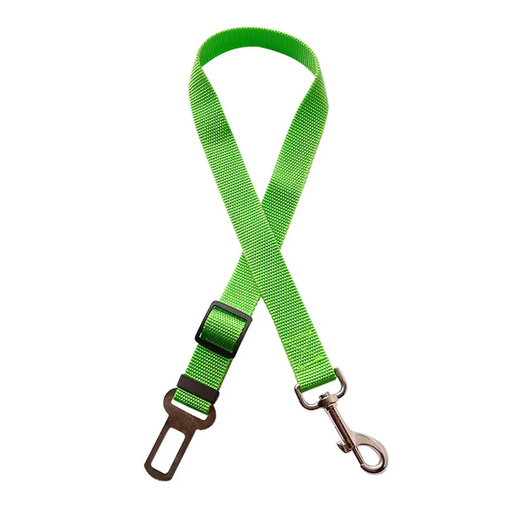 Laisse pour chien