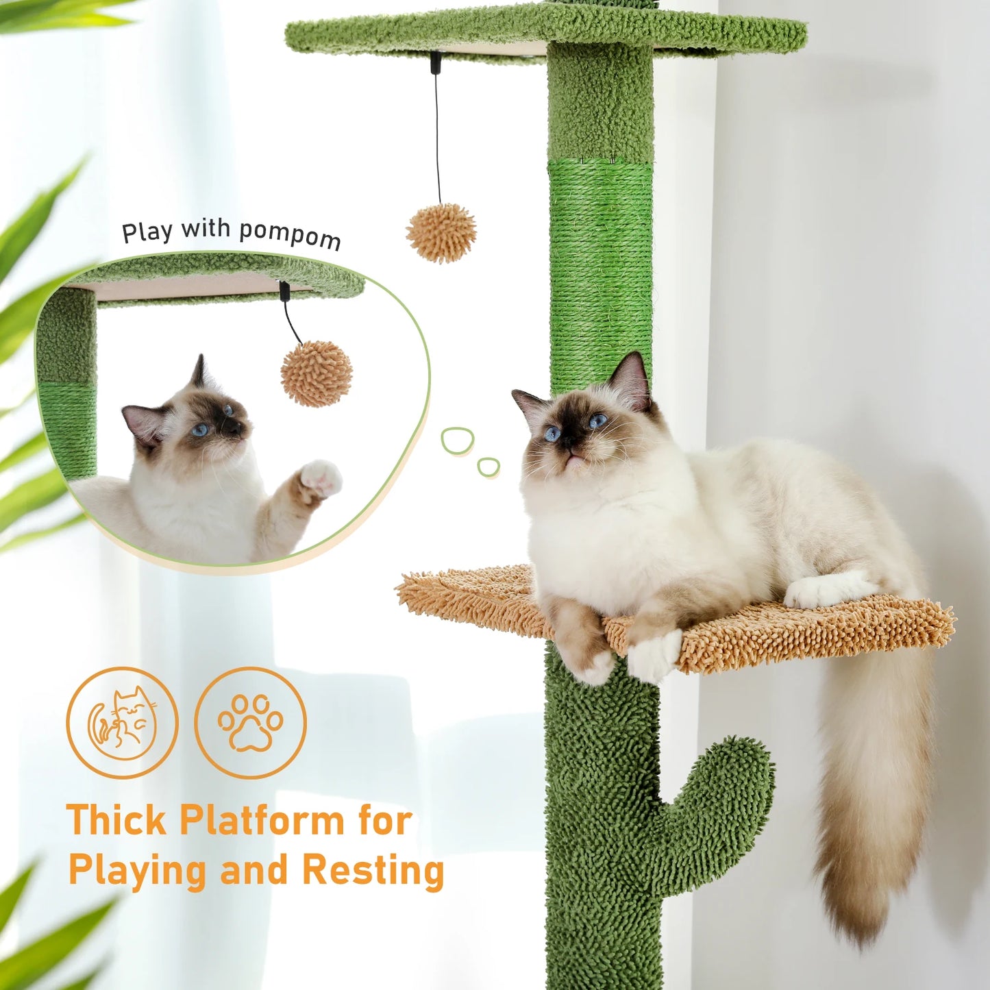 Arbre à chat cactus